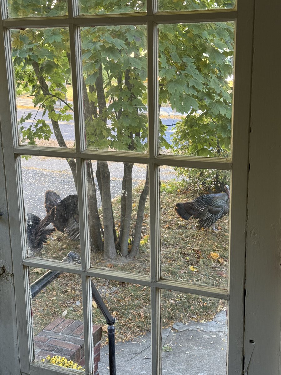 tape's tweet photo. the TURKEYS outside my DOOR would like a WORD about what MONTH it is https://t.co/WUMCZhmqb2