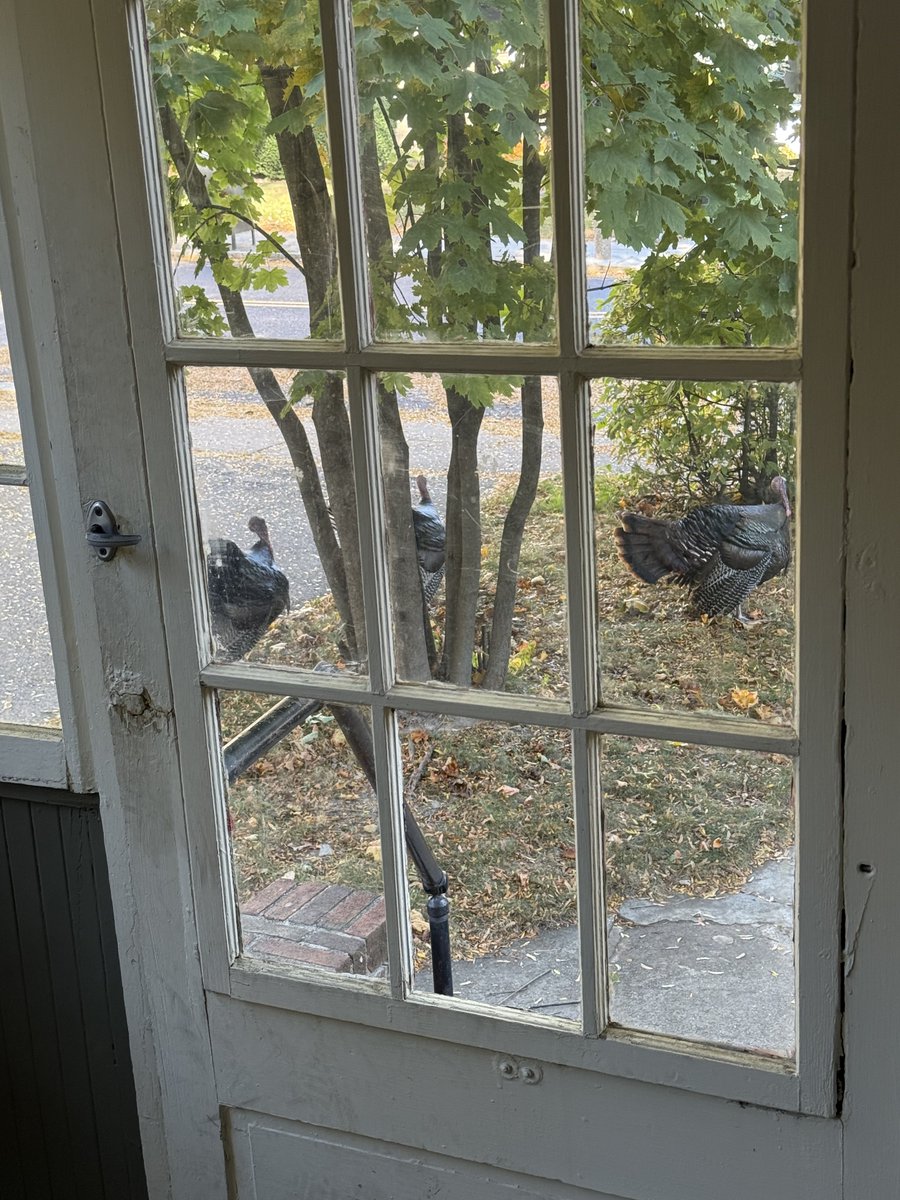 the TURKEYS outside my DOOR would like a WORD about what MONTH it is