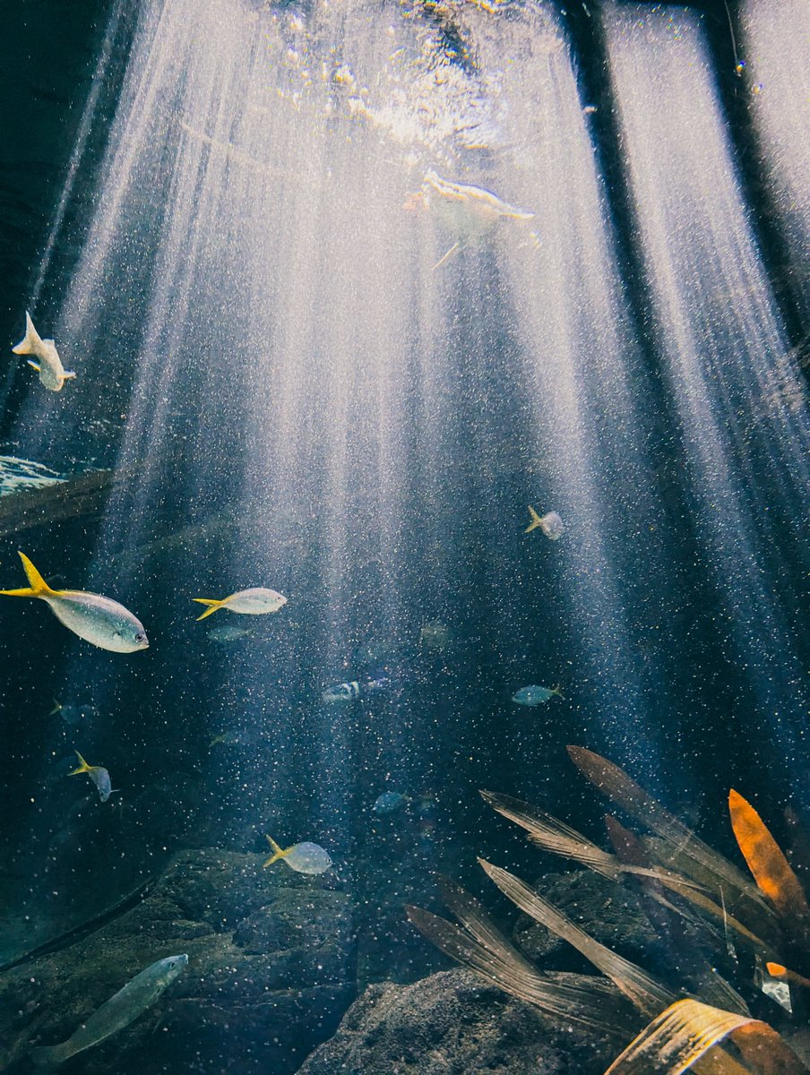 trinspr's tweet photo. 水 と 🐟

#水族館 #水族館好き #aquarium
#水 #水色 #photoofday https://t.co/svOyo2fZe7