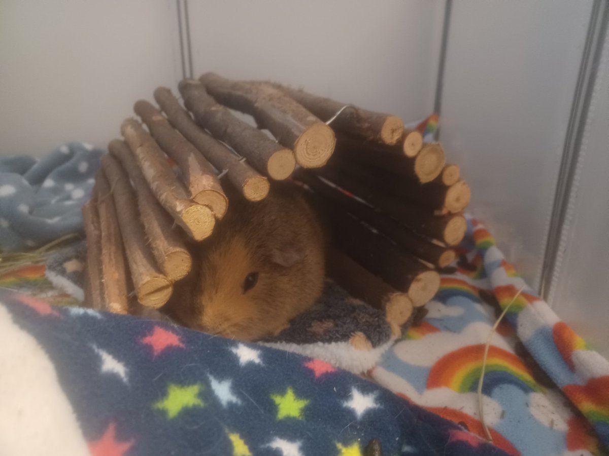 therandomrebel's tweet photo. I relate to this sleepy boy. https://t.co/rjsAW32ZPe