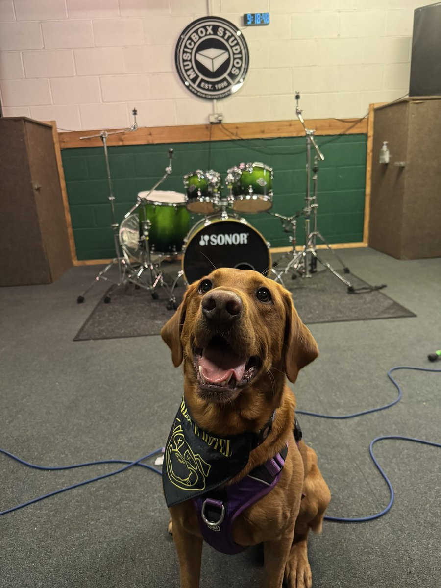 Meet the newest member of the MusicBox team. This is Rhys. It’s his first shift today and he’s already employee of the month. He’s wearing his <a href="/therescuehotel/">Cardiff Dogs Home, The Rescue Hotel</a> bandana so he can fit right in. His favourite band is <a href="/panicshack/">Panic Shack</a>