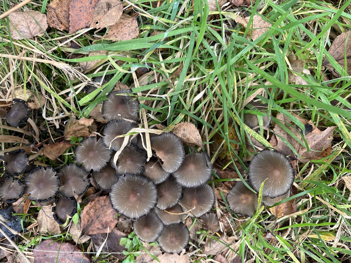 aliandi1's tweet photo. If these fungi aren’t called witches nipples, they should be! https://t.co/izEMRaUdY0