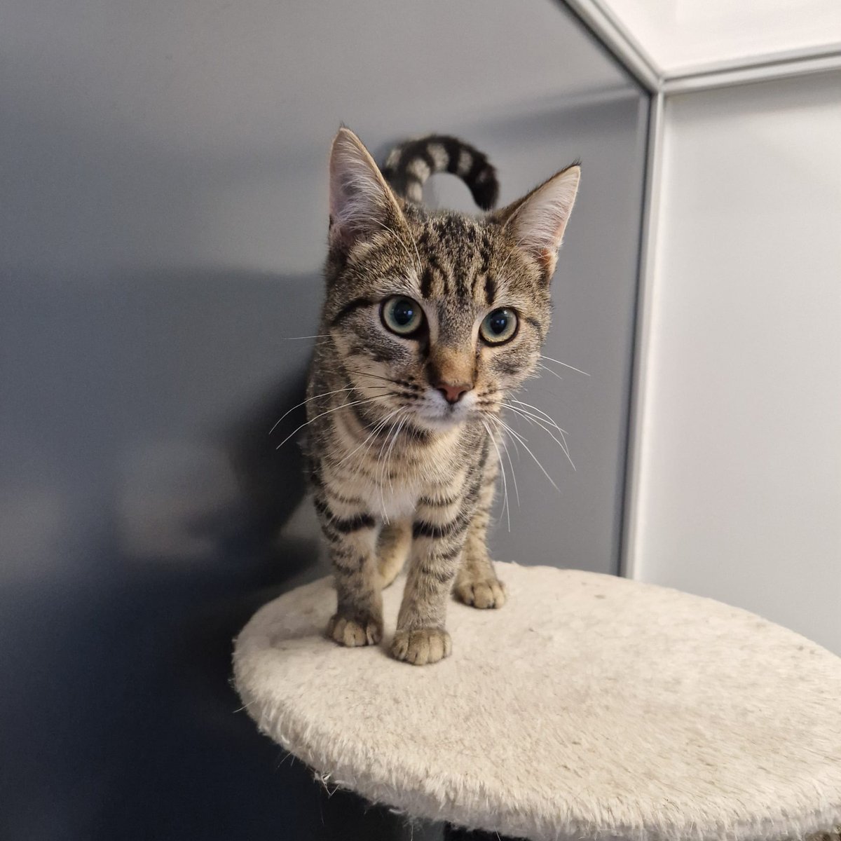 Galway SPCA tweet media