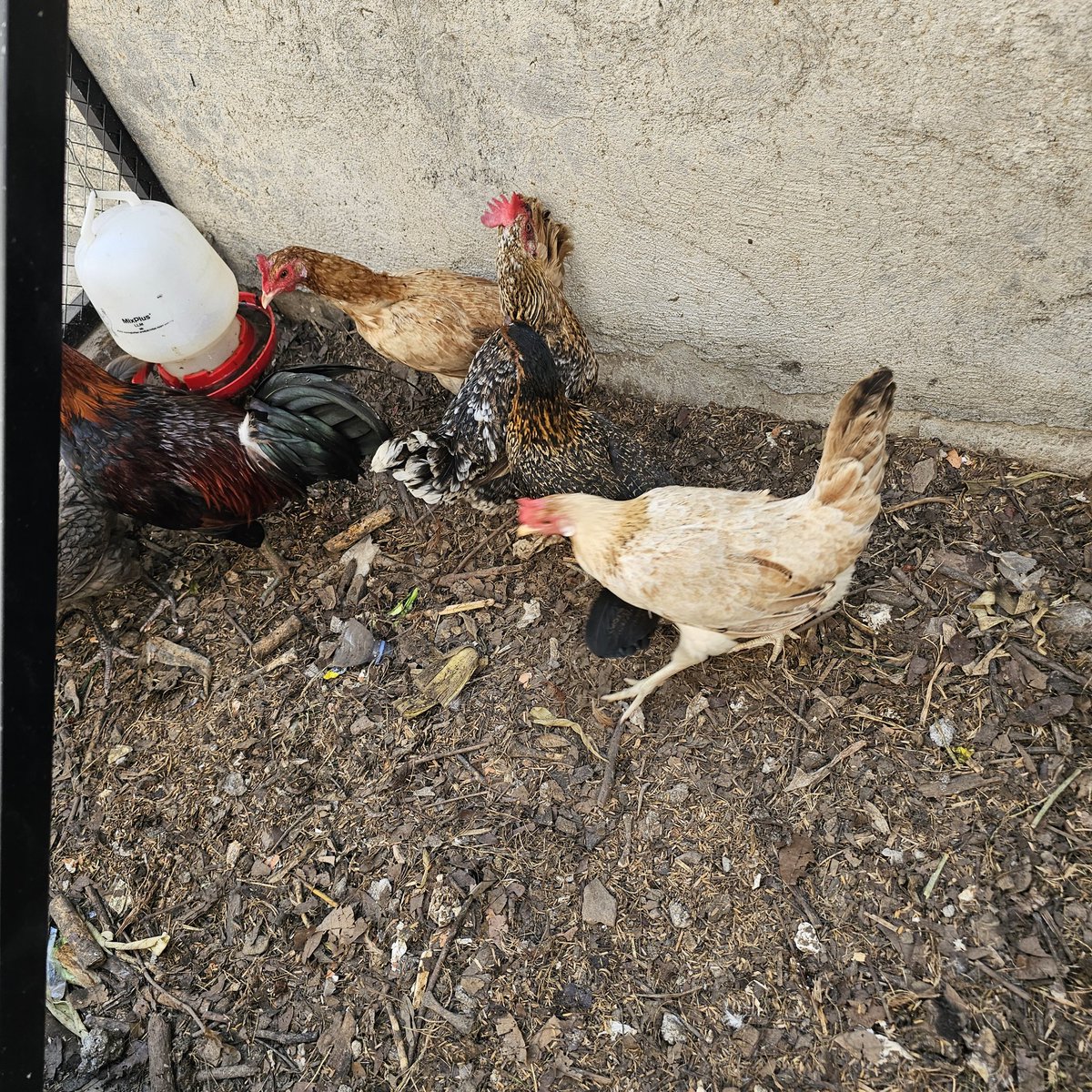 ridwanhr's tweet photo. Kumpulin sampah organik dari rumah dan tetangga, kasih ke maggot, maggot gede jadi pakan ayam petelur sama lele

Tiap hari bisa panen telur, tiap 2 bulan panen ikan nila, lele sama patin

Saya sudah coba dan alhamdulillah bisa https://t.co/t69o4Lpoqg