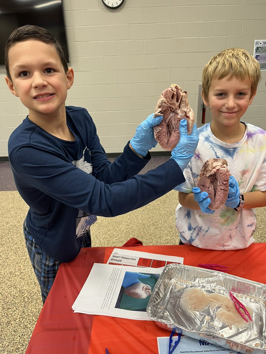 What are you doing the day after Halloween?  Our 4th Grade Wolf Pack is dissecting pig hearts! ❤️ This culminating activity brings learning to life after studying The Circulatory Story by Mary K. Corcoran. <a href="/olatheschools/">Olathe Public Schools</a> #OPSmaketodaycount