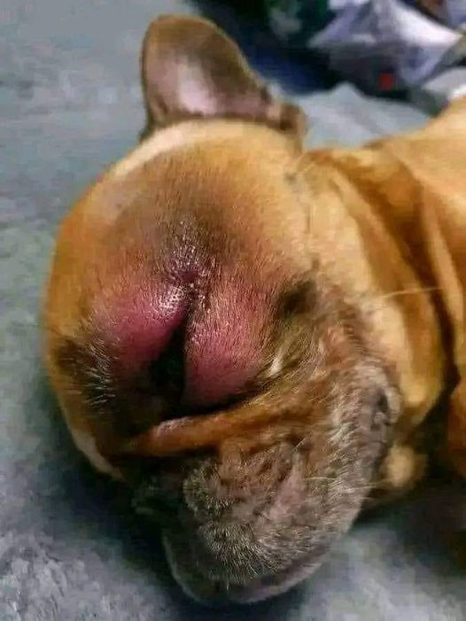 Doggy Nation 🌏 tweet media