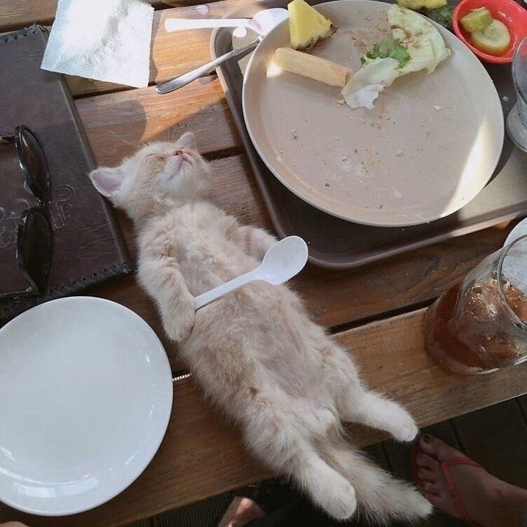 No Context Cats (@nocontextscats) on Twitter photo 