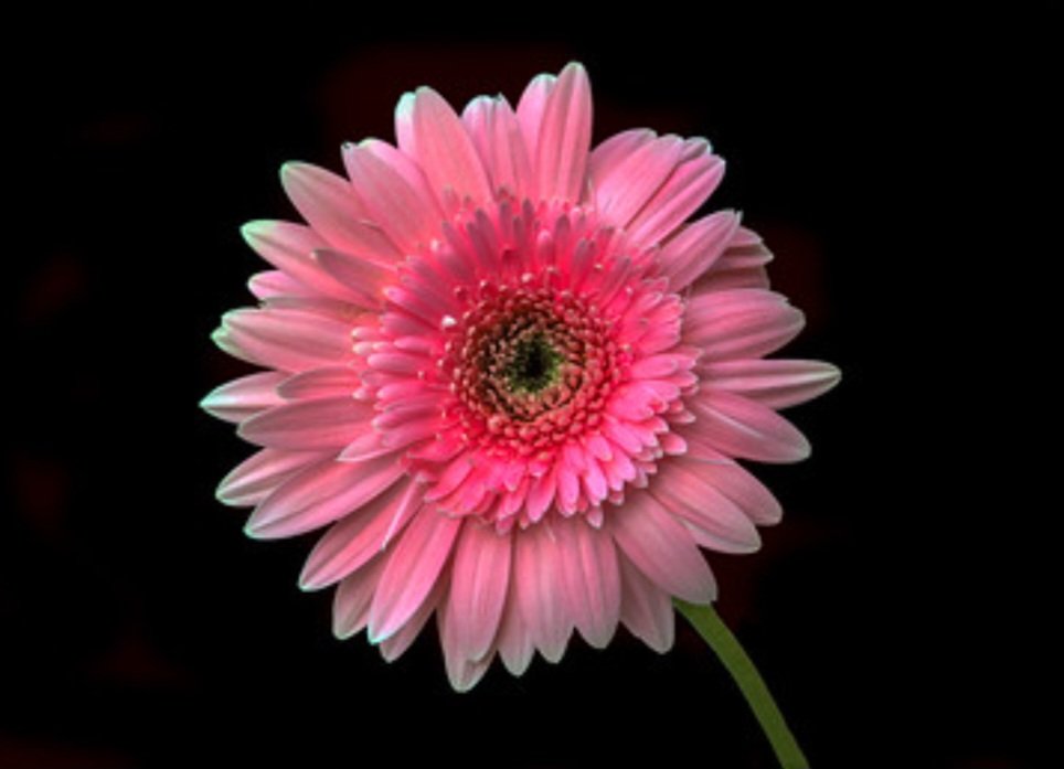 beauty to behold
silky smooth satin petals..
yet unassuming 

#haiku #FlowersonFriday 

~ Rosemarie Crisafi: Flickr