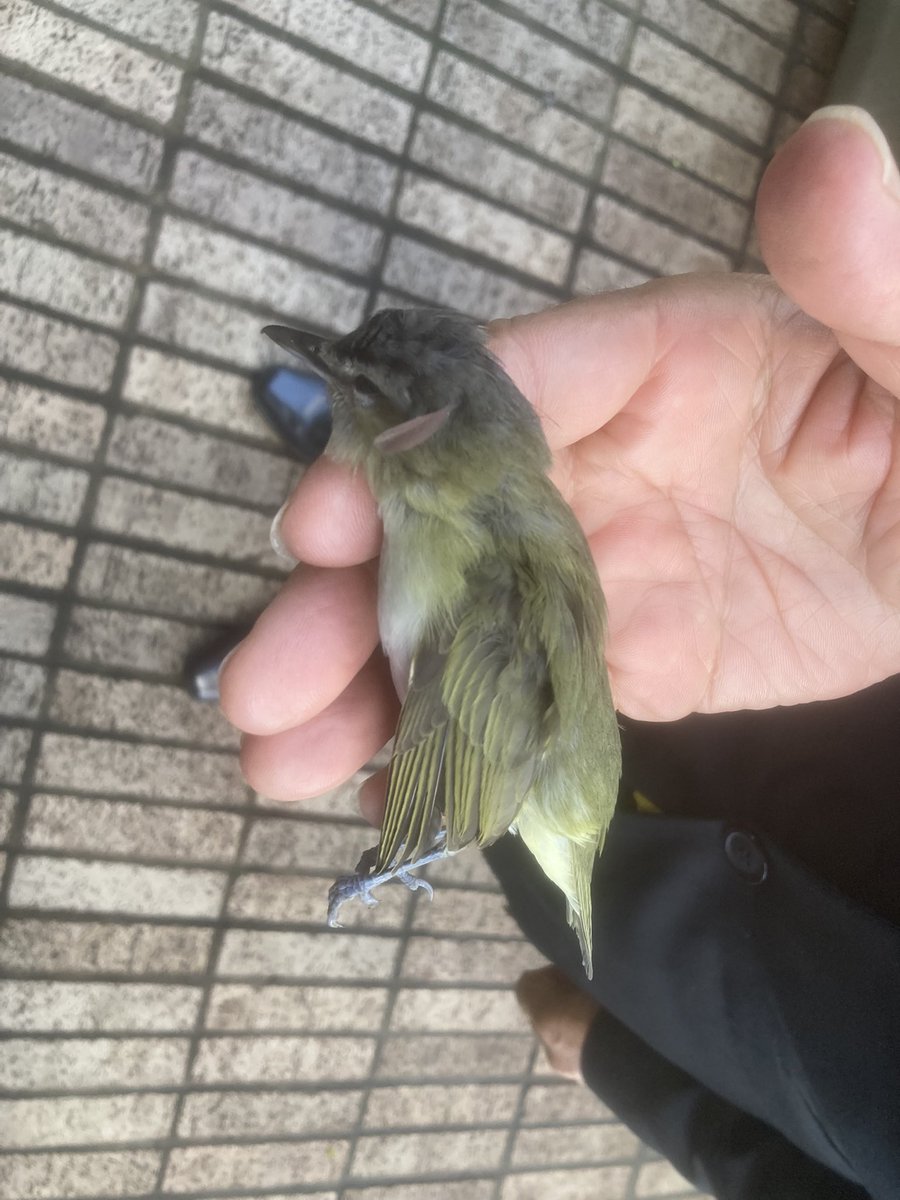 catagiro's tweet photo. @Ambientebogota he estado llamando mucho! Porfavor ayuda, en la 94a con 11 se están muriendo muchos pajaritos de una misma especie. Han sido por lo menos 20 en octubre. Porfa cada vez que llegamos vemos uno o dos muertos. https://t.co/hgTMrXNpEv