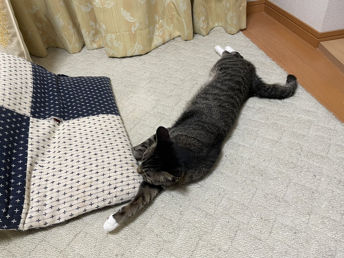 ツンデレ　チコちゃん tweet media