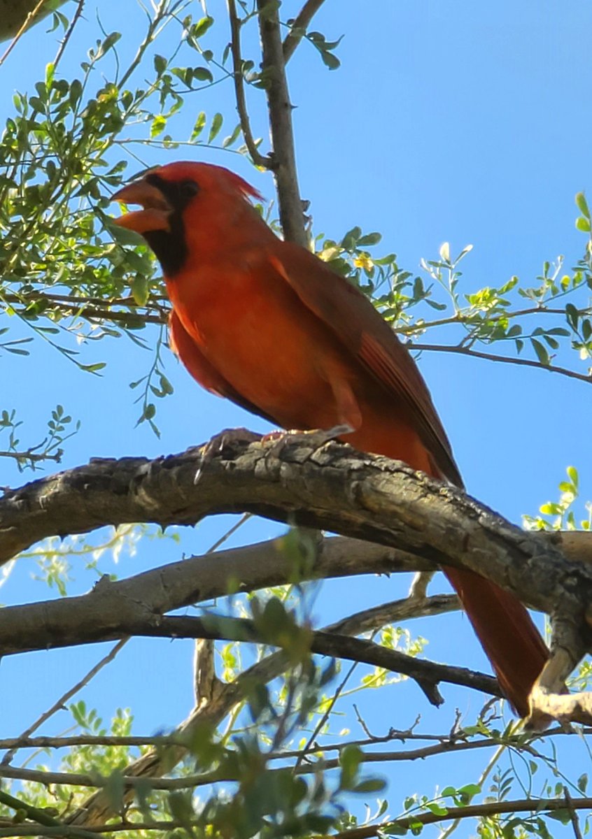 SWDesertLiving's tweet photo. Always brings a smile when a visiting cardinal shows up. #cardinalssofx #see_arizona #vibes_of_arizona #capturearizona #southwest #visittucson #arizona_landscapes #divine_deserts #azwildlife #explorearizona #wonderfulsouthwest #naturephotography #birdsofx #cardinals https://t.co/37JbAGmXE0