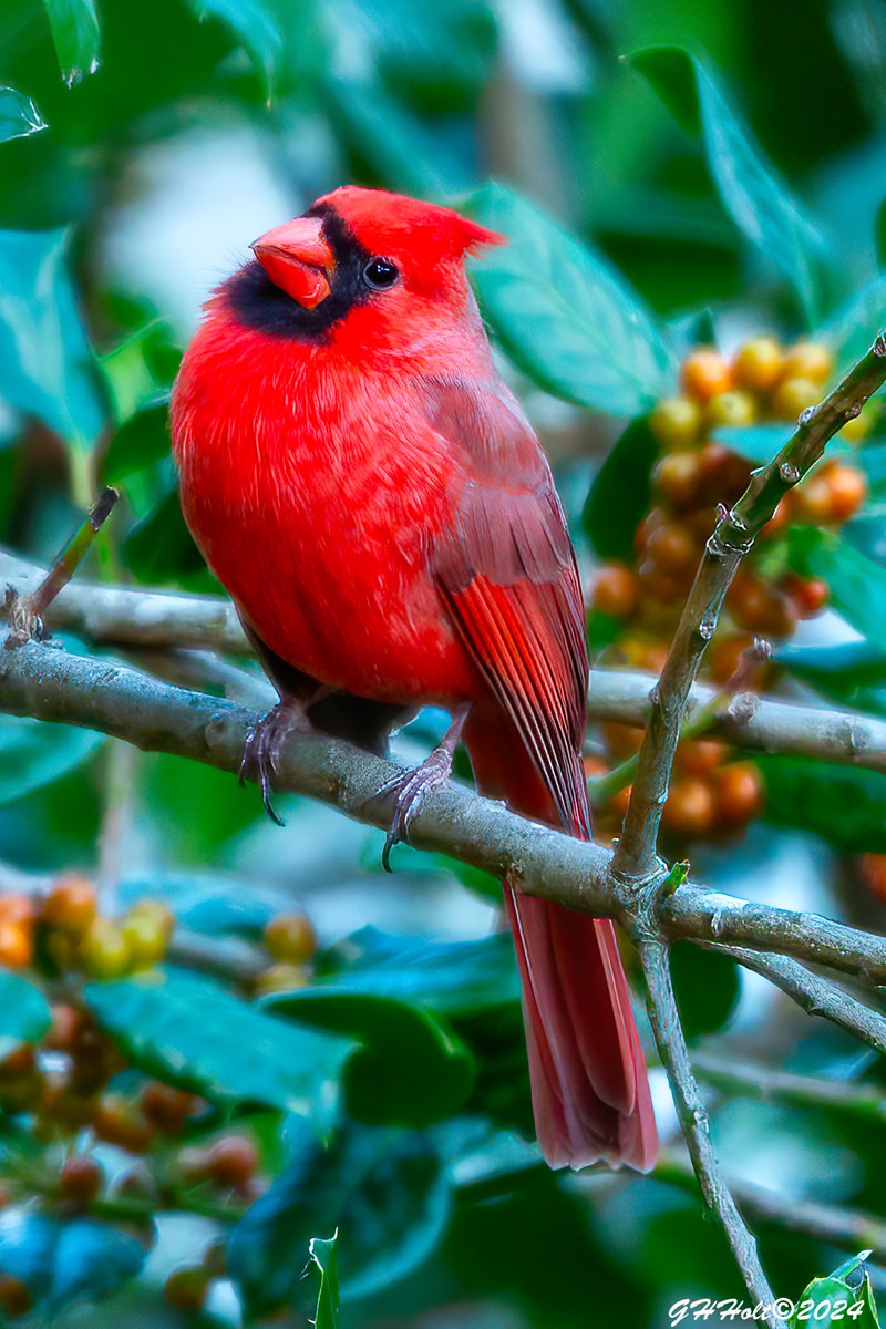 ghholt's tweet photo. A beautiful Northern Cardinal in a Holly tree in the late afternoon sunlight.
#northerncardinal
#TwitterNatureCommunity https://t.co/0xVOxfuQIi