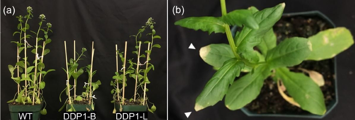 Plant Physiology tweet media