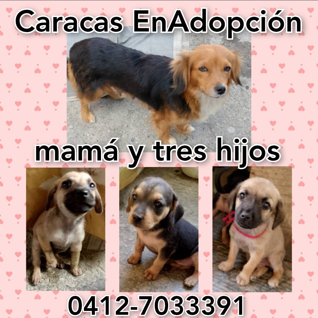 #Caracas #EnAdopcionResponsable esta perrita y sus tres cachorritos, dos hembras y un macho, desparasitados, rescatados del abandono #BuscaHogar amoroso. Se entregan con compromiso de vacunación y esterilización. 📱0412-7033391 <a href="/PerroUsuario/">PerroUsuario Wof '•'</a> favor #Rt