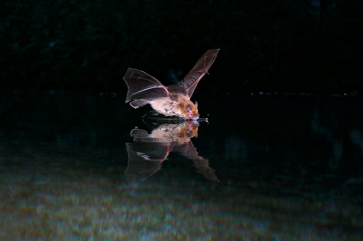 The Bat Lab (@yovelbatlab) on Twitter photo Our new @Science paper is out:
Acoustic cognitive map–based navigation in echolocating bats
science.org/doi/10.1126/sc…
Incredible work by <a href="/AyaGoldshtein/">Aya Goldshtein</a> <a href="/ran_nathan/">Ran Nathan</a> <a href="/icouzin/">Iain Couzin</a> <a href="/Sivan_Toledo/">Sivan Toledo</a> et al.
Photo by Jens Rydell
#bats #echolocation #science Our new @Science paper is out:
Acoustic cognitive map–based navigation in echolocating bats
science.org/doi/10.1126/sc…
Incredible work by <a href="/AyaGoldshtein/">Aya Goldshtein</a> <a href="/ran_nathan/">Ran Nathan</a> <a href="/icouzin/">Iain Couzin</a> <a href="/Sivan_Toledo/">Sivan Toledo</a> et al.
Photo by Jens Rydell
#bats #echolocation #science