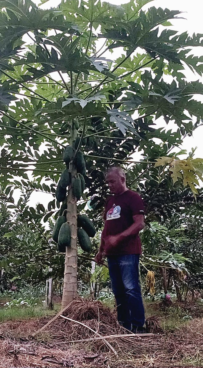 phalano's tweet photo. Fallen in love with the sweety 'RED Lady' papaya 😍 😅
#phalanoagro #LocalAgro #शुद्धप्रतिवद्ध #निरोगीसदासुखी #AgriculturalLife #papayatree #papayafruit https://t.co/yscNsP0sV5