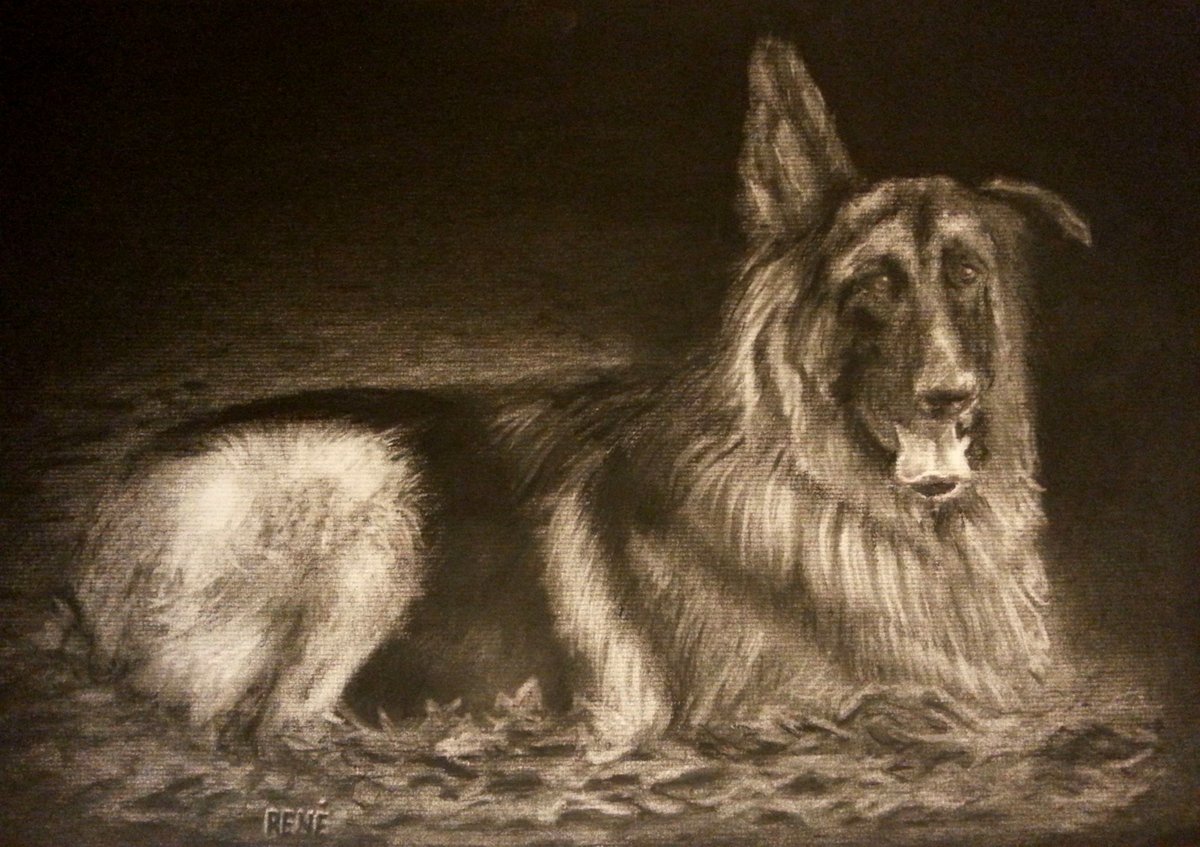 Later_AtBobs's tweet image. Charcoal on laid paper, 11x17 inches #animal #dog #drawing #charcoal