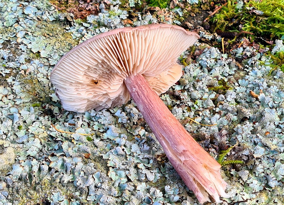 Alex Scott Fairley 🏳️‍🌈 🇦🇺🏴󠁧󠁢󠁳󠁣󠁴󠁿🇪🇺 tweet media