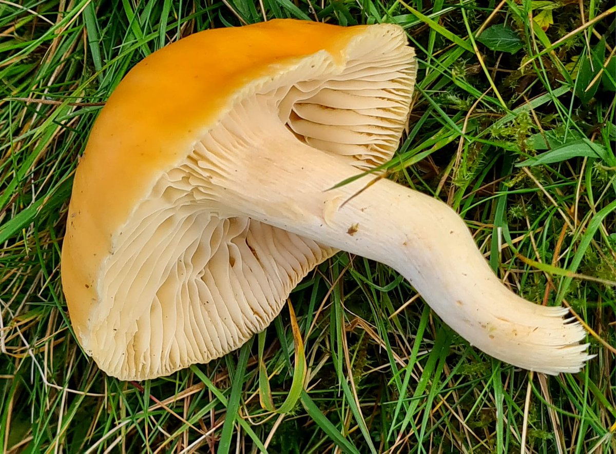 Alex Scott Fairley 🏳️‍🌈 🇦🇺🏴󠁧󠁢󠁳󠁣󠁴󠁿🇪🇺 tweet media