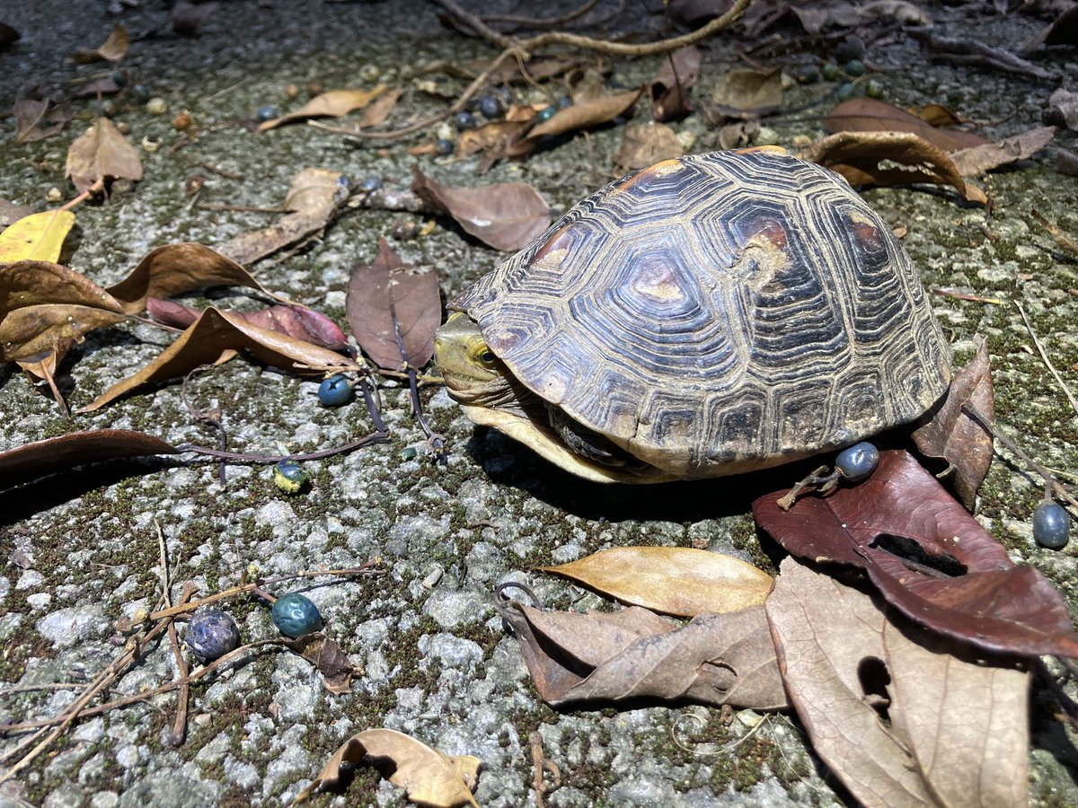 9mamise's tweet photo. ヤエヤマイシガメとヤエヤマセマルハコガメ🐢🐢
どちらも初めて見ることができました！ https://t.co/Z4J7OLExUB