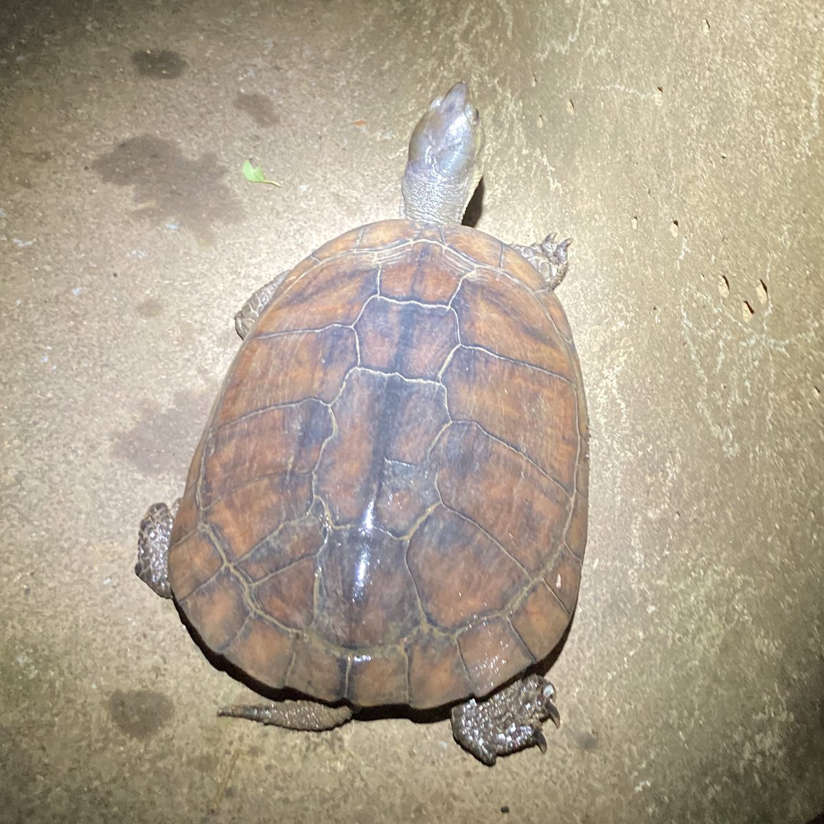 9mamise's tweet photo. ヤエヤマイシガメとヤエヤマセマルハコガメ🐢🐢
どちらも初めて見ることができました！ https://t.co/Z4J7OLExUB