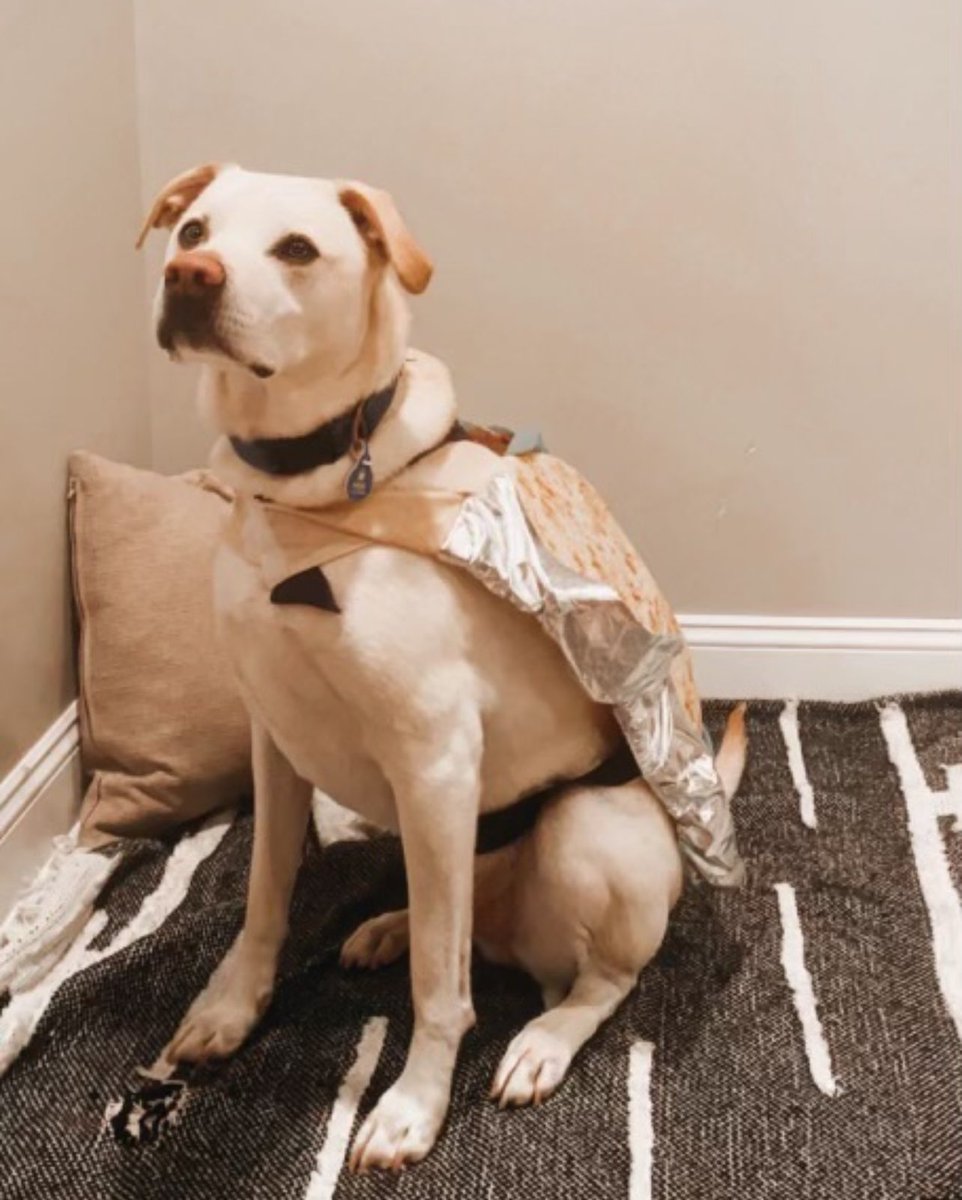 This weeks featured pet is Mikey the 8year old lab mix. Mike is a rescue! He is a very sweet, loving and affectionate dog, but often gets into things that he shouldn’t! Mikey loves to eat, but steak is his favorite.  He belongs to <a href="/Natalie81006573/">Natalie Rowe</a>