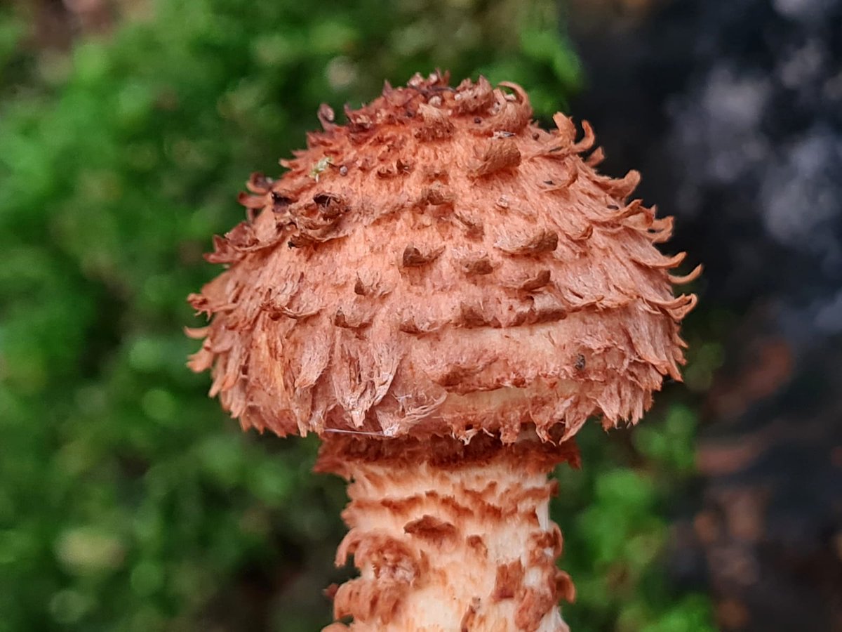 Alex Scott Fairley 🏳️‍🌈 🇦🇺🏴󠁧󠁢󠁳󠁣󠁴󠁿🇪🇺 tweet media