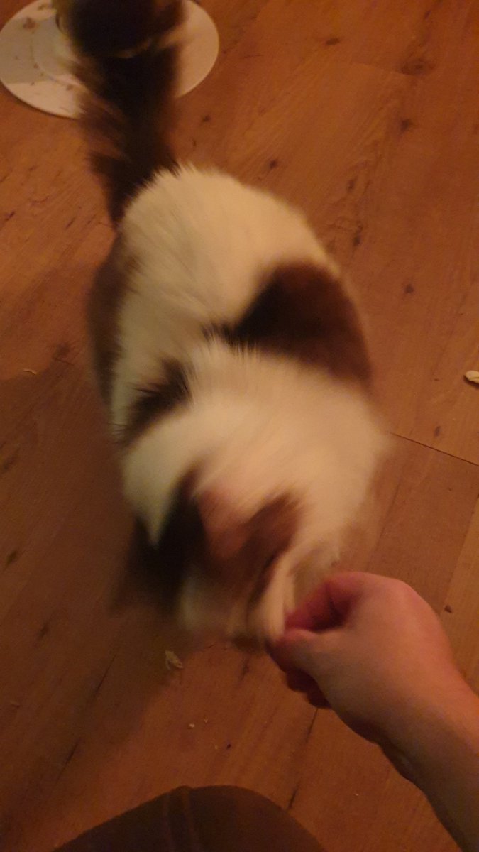 Mousecow tweet media