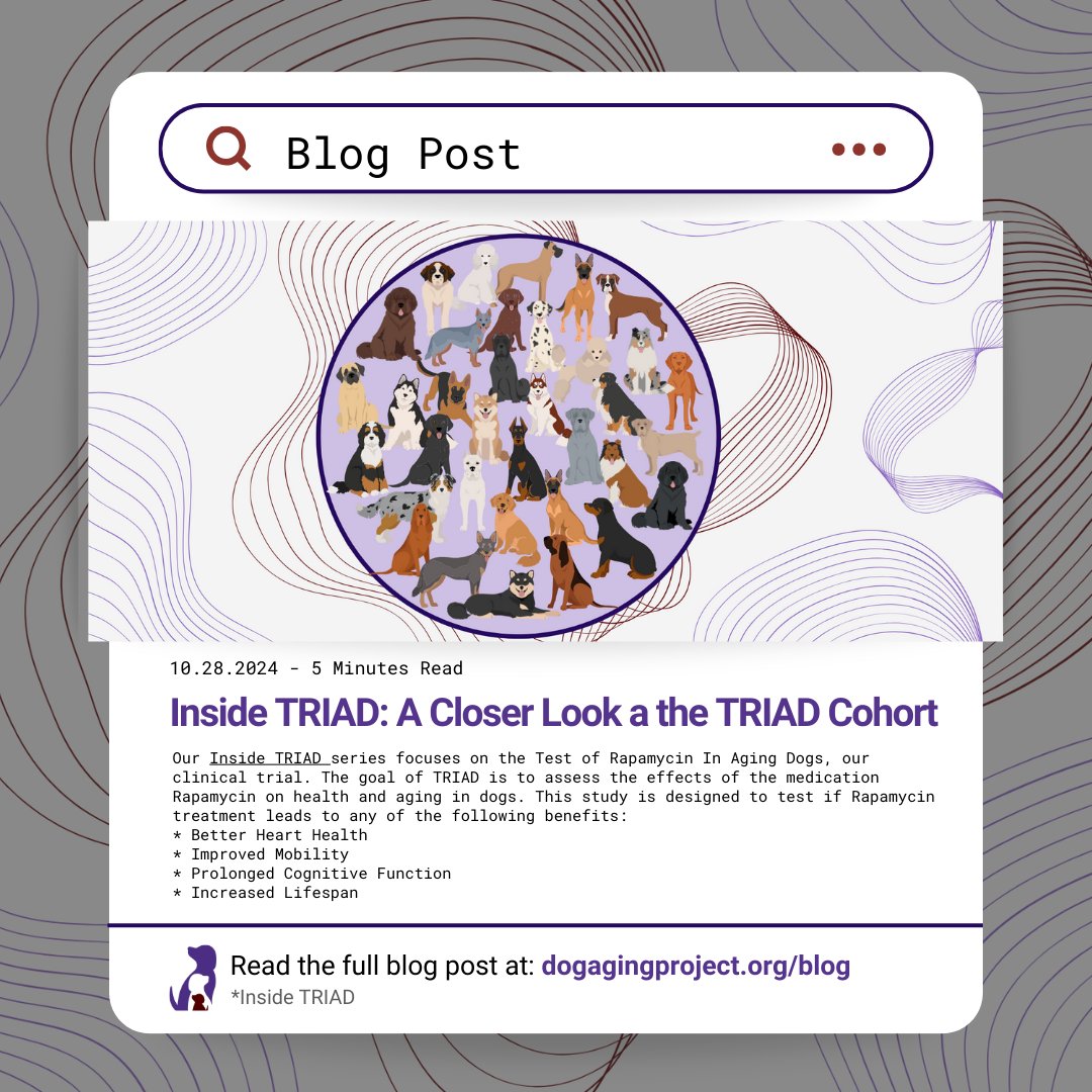 DogAgingProject's tweet photo. “As with any clinical study, we want to prioritize the safety of the dogs participating.”
➡️Read our blog post to get a closer look at the TRIAD cohort: https://t.co/NEsEliernk
#clinicalstudy #dogs #healthspan #dogstudy #blog https://t.co/VhJ4h8io6L