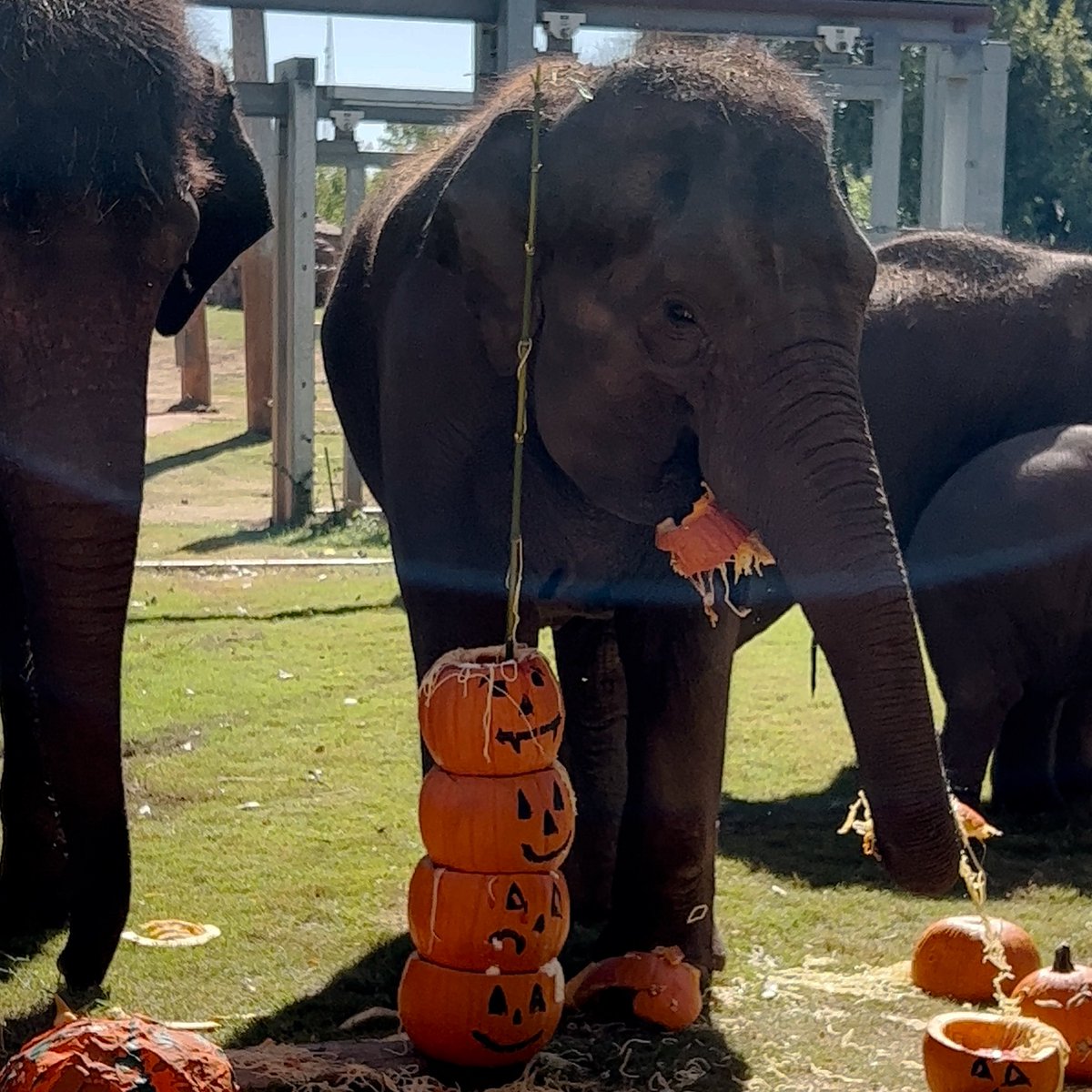 Oklahoma City Zoo and Botanical Garden tweet media