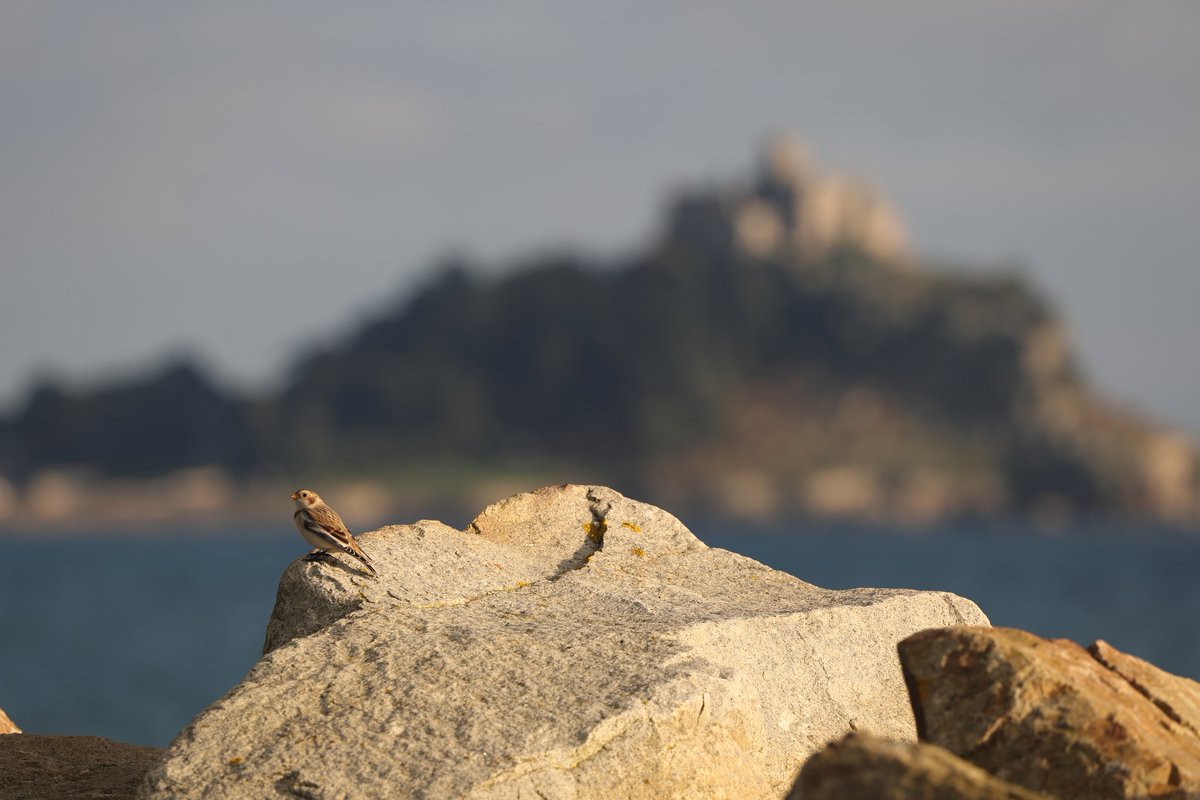 Was nice to catch up with the Penzance Snow Bunting yesterday with <a href="/Linacreblogger/">Peter Stoppard</a>. <a href="/CBWPS1/">Cornwall Birds</a>