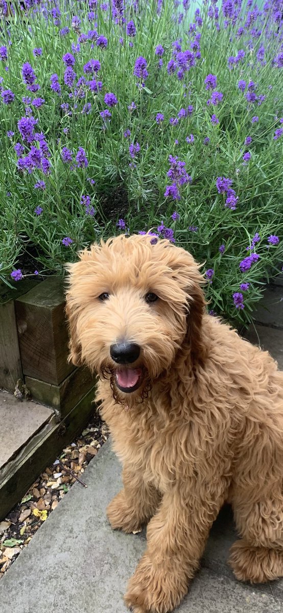 Hello #dogsofx I’m an 8 month old Goldendoodle looking to make some new friends #Dog #doodle #goldendoodle #dogsoftwitter