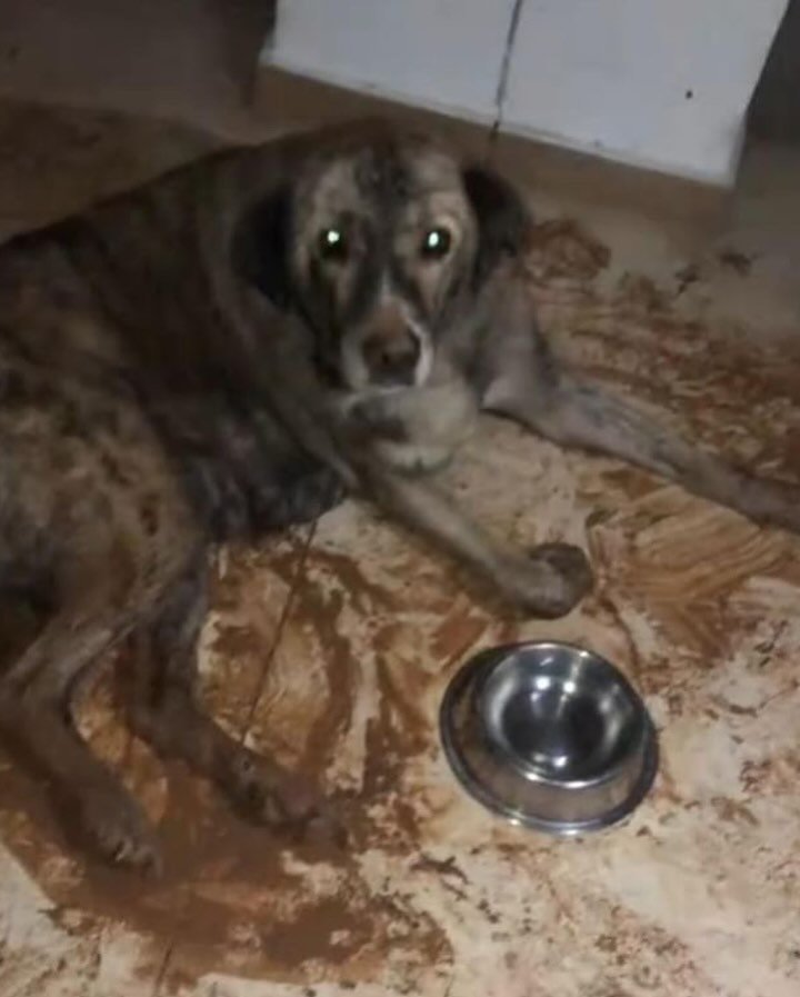 SILVIA  ROMERA tweet media