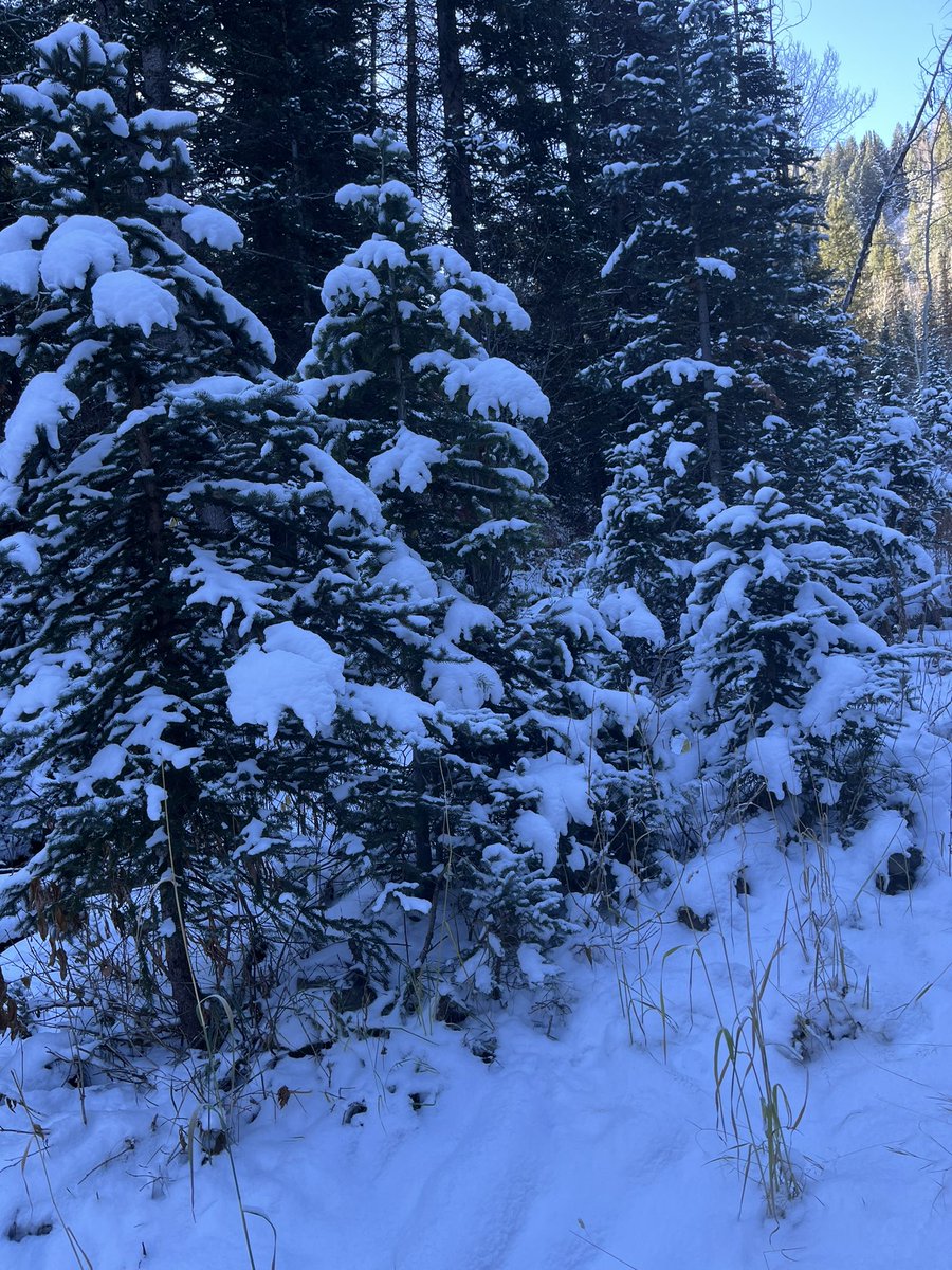 Vickie A (@utsnowhunter) on Twitter photo Beautiful snowy outing and a moose hidden in the trees! <a href="/WeatherNation/">WeatherNation</a> <a href="/NWSSaltLakeCity/">NWS Salt Lake City</a> Beautiful snowy outing and a moose hidden in the trees! <a href="/WeatherNation/">WeatherNation</a> <a href="/NWSSaltLakeCity/">NWS Salt Lake City</a>