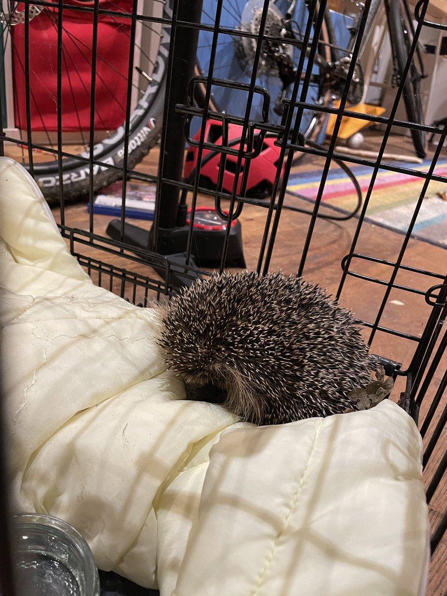 Didn’t know whether to bring this one in but decided to in the end. He was horribly caught in a chicken wire fence; luckily a neighbour ran to get cutters while I held him to ensure he didn’t choke or strangle. Just checking he’s mobile before we set him free. Gorgeous creatures.