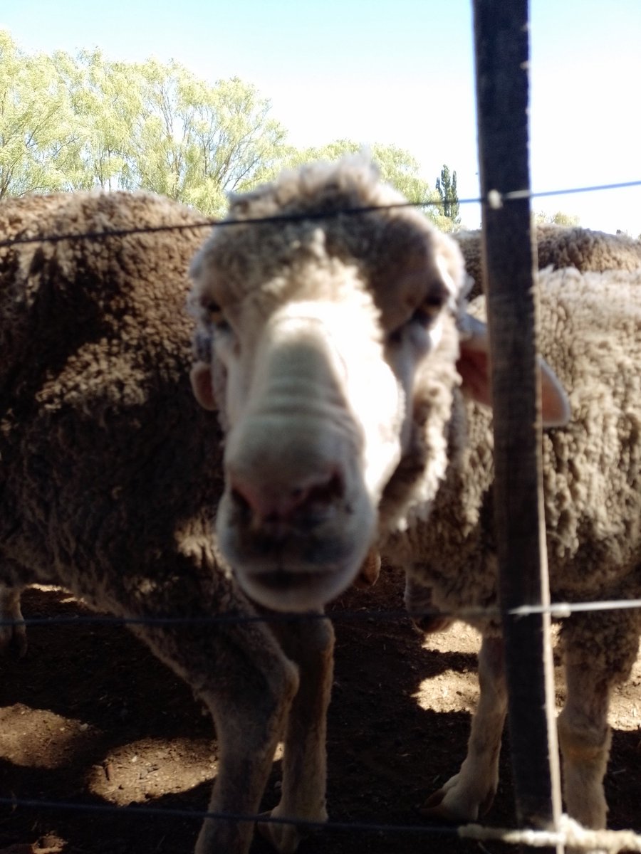 Promediando el periodo de esquilas, el productor patagónico se encuentra con una demanda reducida de lanas finas y precios en el mercado que oscilan en valores similares al año pasado. La rentabilidad de la actividad ovina se ve muy afectada...