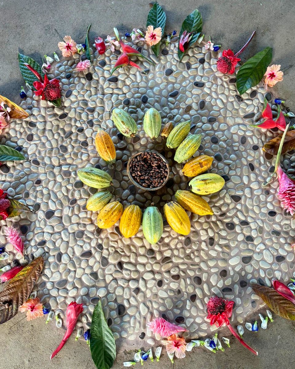 During our Costa Rican adventure travelers are able to unveil the profound significance of cacao alongside the Bribri tribe. 🏝️🍫❤️ This heart-opening experience is one you will not want to pass up! Secure your spot on a trip before they fill up! Link in bio 🔗