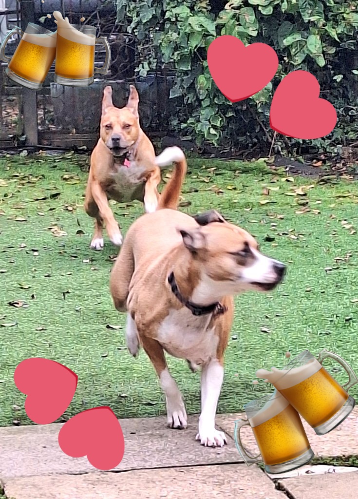 sueismymum's tweet photo. Hooway!!!... It's our (bewwy) old Dad's👨🦳 Berfdee today... we is celebwatin... him, not so muches... *sniggers* 🥳🥳🥳
#dadisold #happyberfdeedad
#dogsoftwitter #dogsofX #ZSHQ #CatsOfTwitter https://t.co/0O3mIETN2O