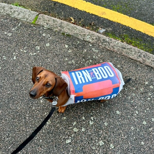I'm a can of IRN-BOO? Duh! 🧡 Tag us in your #YouAsABRU creations
 
📷 : Craig Gibson + Bobby 🐶

 #Halloween