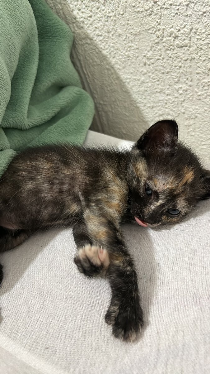 cmentringer's tweet photo. @moaranguitos minha gata oliva de bolinho formigueiro!! https://t.co/NB7tExeBQC