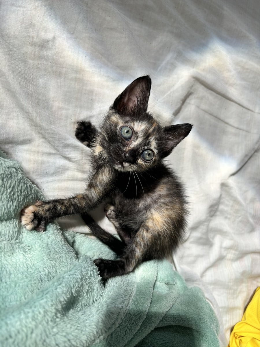 cmentringer's tweet photo. @moaranguitos minha gata oliva de bolinho formigueiro!! https://t.co/NB7tExeBQC