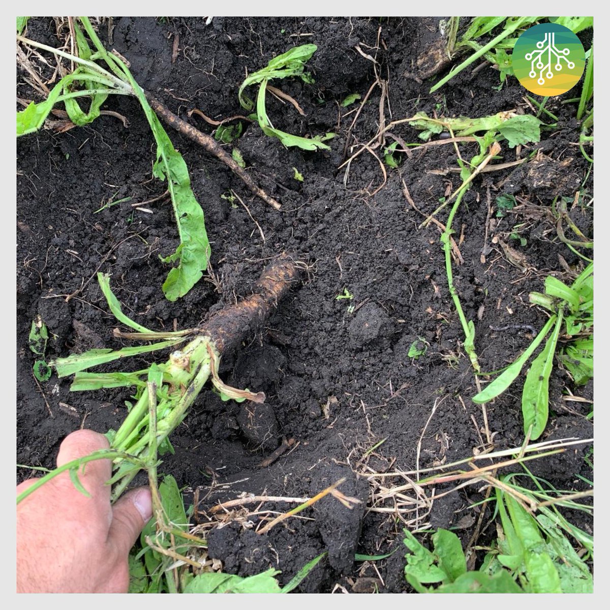soseibioag's tweet photo. 🐂Technograzing con pasturas multiespecies, achicoria, trébol rojo, trébol blanco, alfalfa, raigras y cebadilla. Una buena manera de regenerar suelo produciendo más de 800 kg de carne por ha con muy bajo uso de insumos. https://t.co/2yEOVCsENA