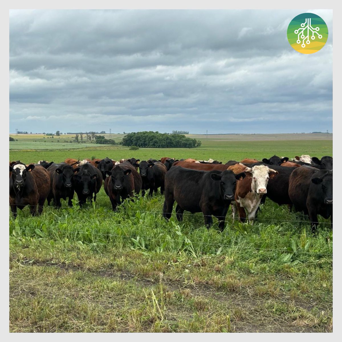 soseibioag's tweet photo. 🐂Technograzing con pasturas multiespecies, achicoria, trébol rojo, trébol blanco, alfalfa, raigras y cebadilla. Una buena manera de regenerar suelo produciendo más de 800 kg de carne por ha con muy bajo uso de insumos. https://t.co/2yEOVCsENA