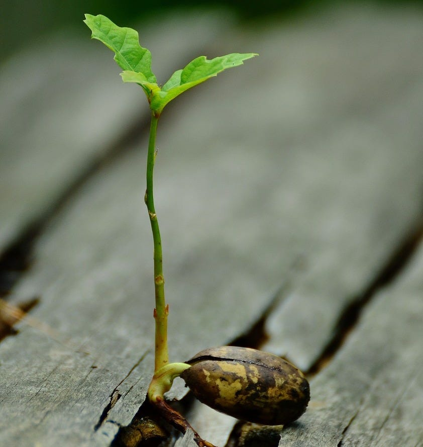 Megan J. Shen, PhD tweet media