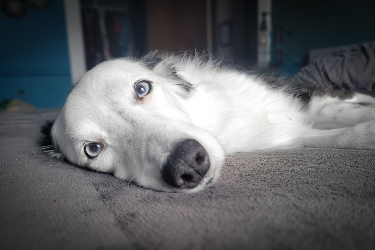 Boop. Here's a pic of my doggie to brighten up your feed. #dogsontwitter #dogsofX