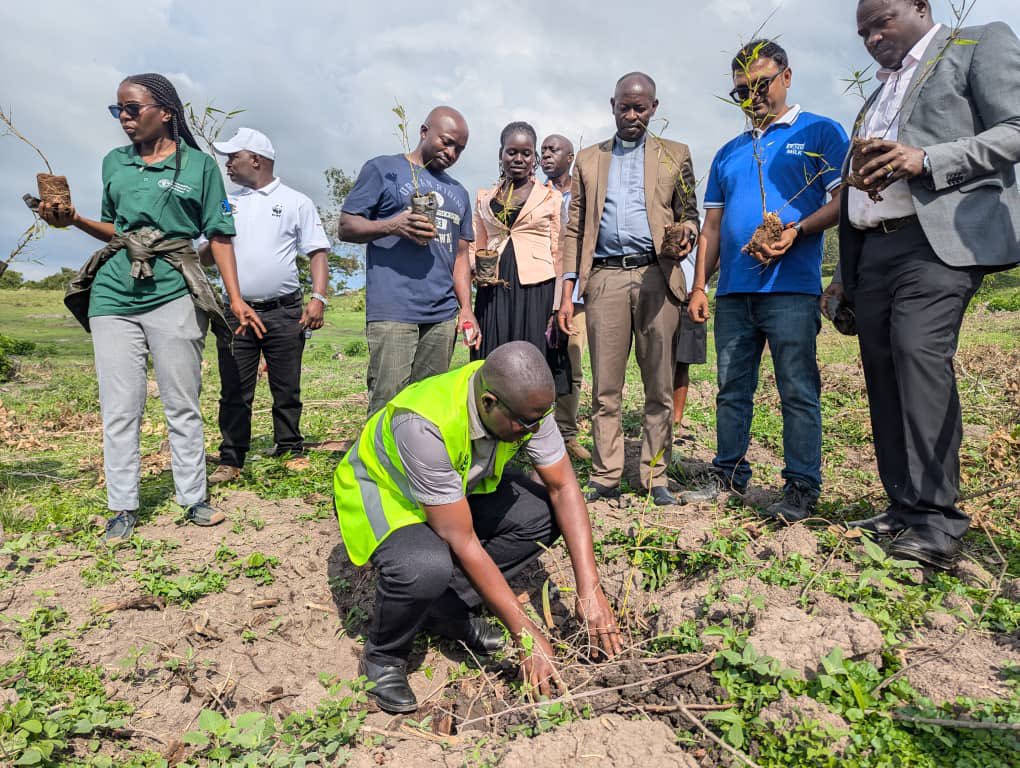 min_waterUg's tweet photo. #MWEworks: @min_waterUg through Victoria Water Management Zone in partnership with @WWFUganda, @LatoMilk &amp; other Development Partners delivered &amp; handed over fruit seedlings to the Church of Uganda Mbarara Diocese, Ruharo as part of the Save River Rwizi post Marathon activities. https://t.co/9xiHumWkmB
