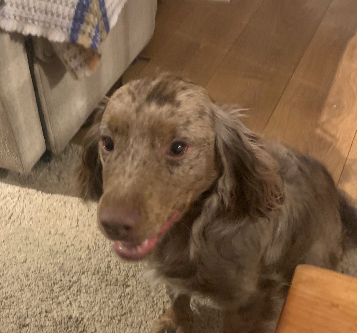 Layla and Teddy tweet media