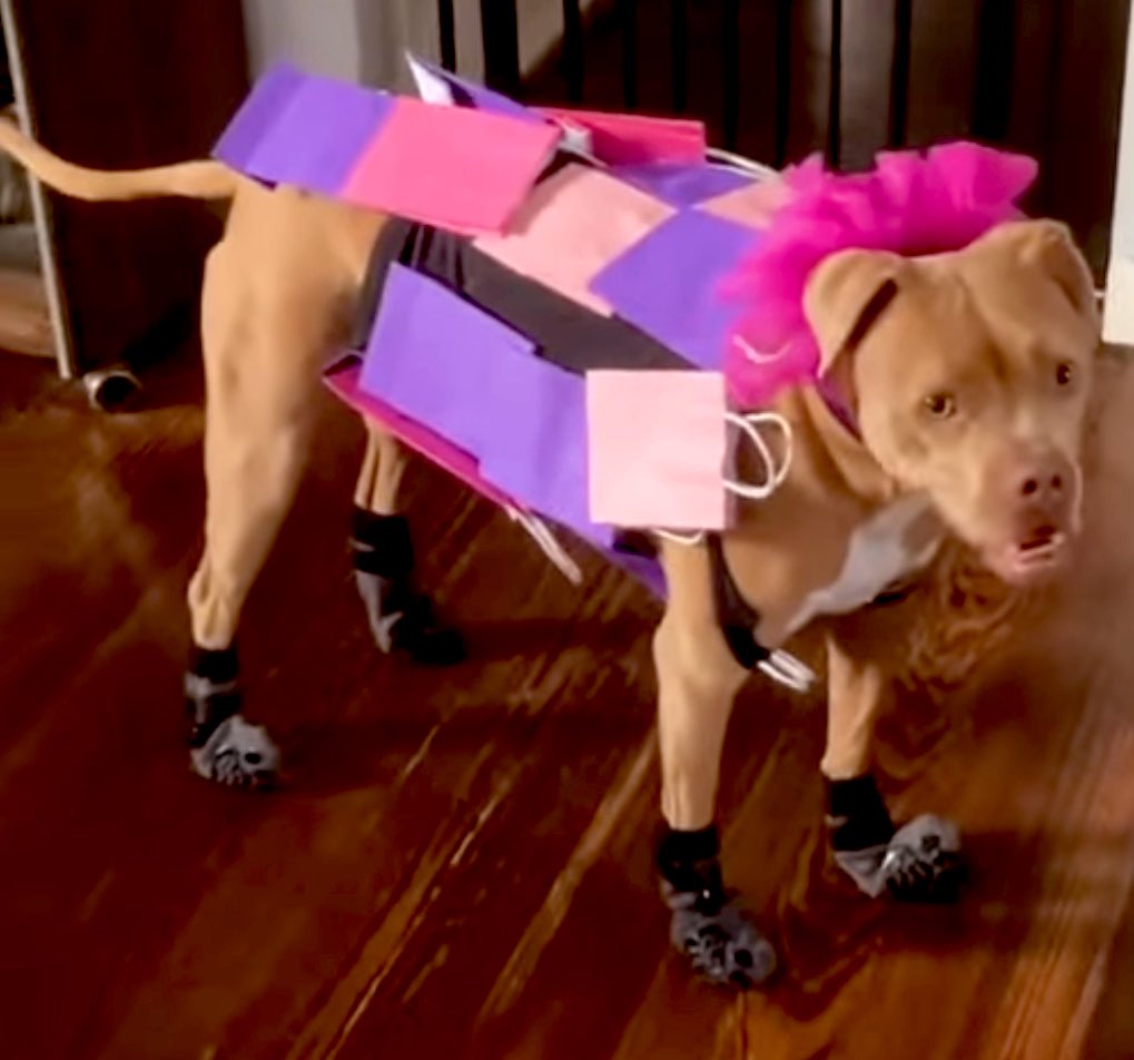 GreenGayYT's tweet image. Someone’s dog dressed up as Lala Ri’s bag look for Halloween 😭