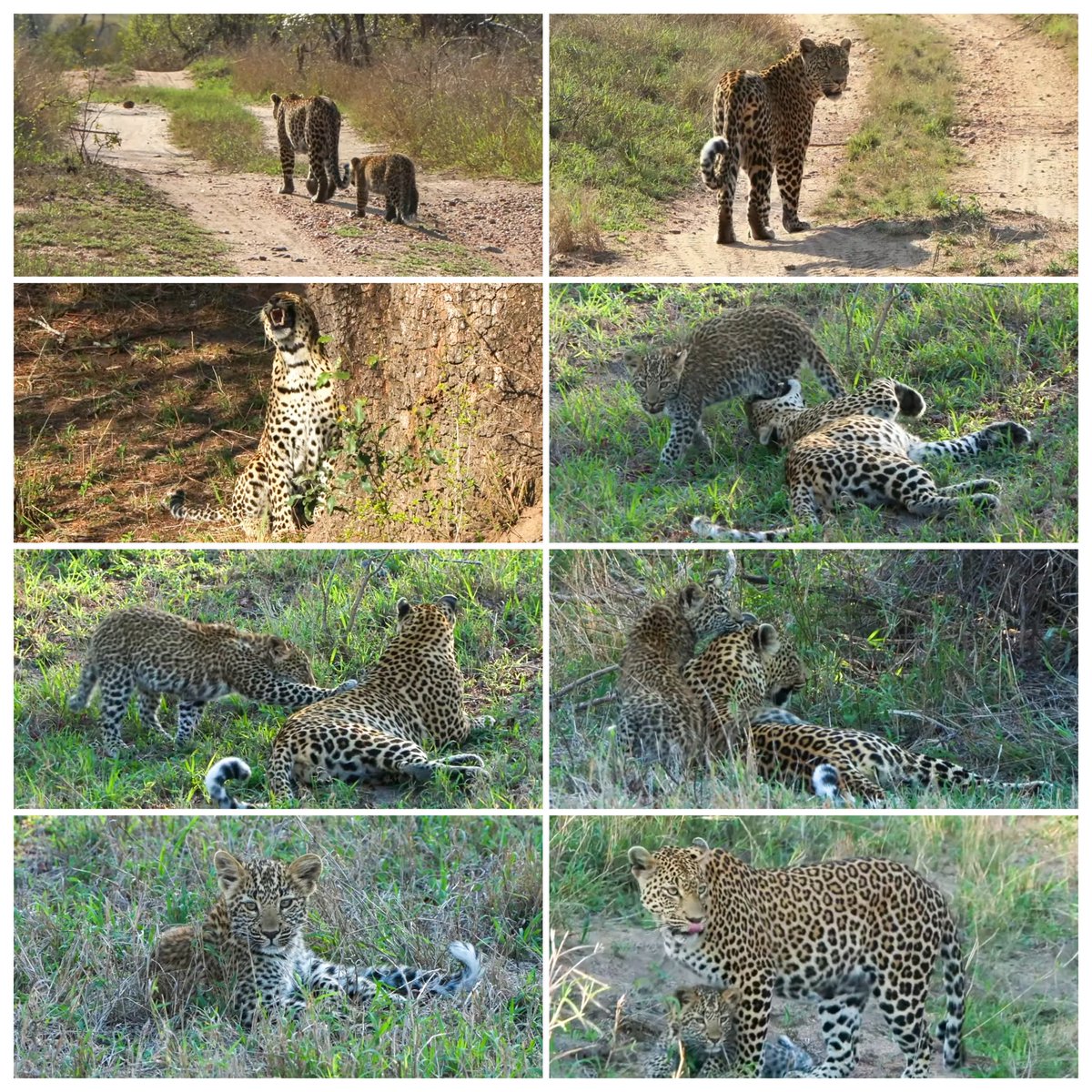 JoyR_1980's tweet image. Sunset safari 1 November 2024. Pure magic. #Tlalamba #Tshipondo #WildEarth