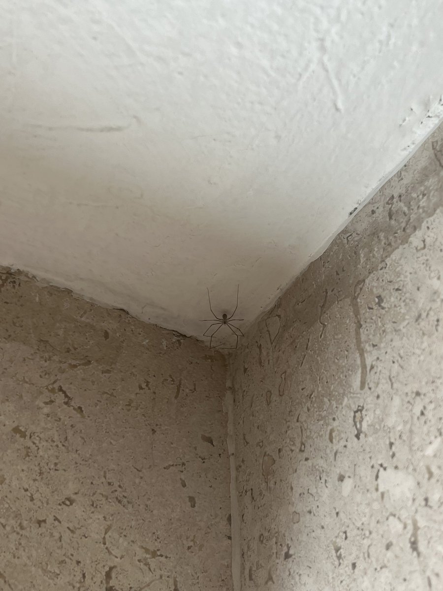 julipasquel's tweet photo. @Arachno_Cosas Hola! Espero te encuentres bien, me podrías ayudar a identificar esta araña? La encontré en Cuajimalpa, CDMX. Muchas gracias!! Saludos :) https://t.co/0yF1IkozLM